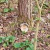 04 Aktion April 25 Feen und Wichtelwald